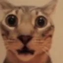 fear