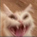 cat4