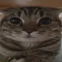 catto