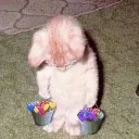 kittenlove