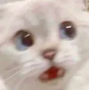 catscared