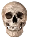 skull