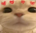 meowlove