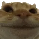 CatNo
