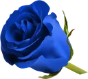 Bluerose Bluerose Discord Emoji