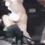 fight2