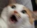 catshock