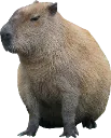 capybara