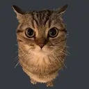 Stare
