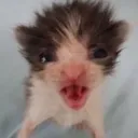 BAAAH