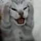 yabasta
