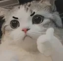 thumbsupcat