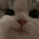 catsmirk catsmirk