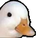 nodduck