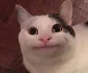 meme_cat