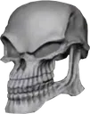 skull skull