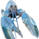 bluelobster