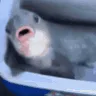 fishsuck fishsuck
