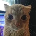 GatoPendejo4