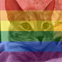 catgay