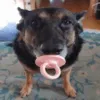 baby_dog