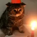 SadgeCat
