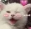 kittenwink_izi kittenwink_izi