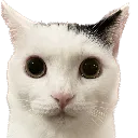 cat_stare