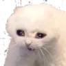 sadcatto