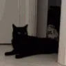 CatYoink
