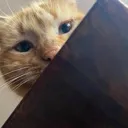 sasscat Discord Emoji