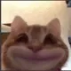 cathappysmile cathappysmile