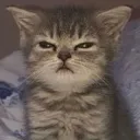 Cat Angy Discord Emoji