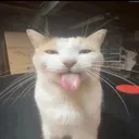 sillycat