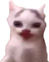 CatMelon