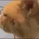 huhgato