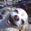 Yaydog Discord Emoji