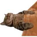sleepcat