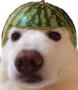 watermelondog