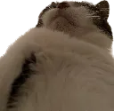 rosiepathetic