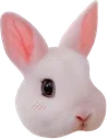 Bunny Bunny