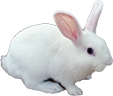 Bunny2 Discord emoji