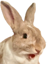 BunTie Discord emoji