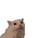 CatHearts Discord emoji