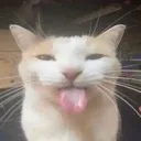 sillygoofy