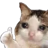 Sadcatthumbsup