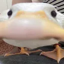 duckStare duckStare