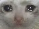 s_cat_crying_rus