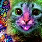 AcidCat