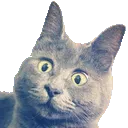 catWut3